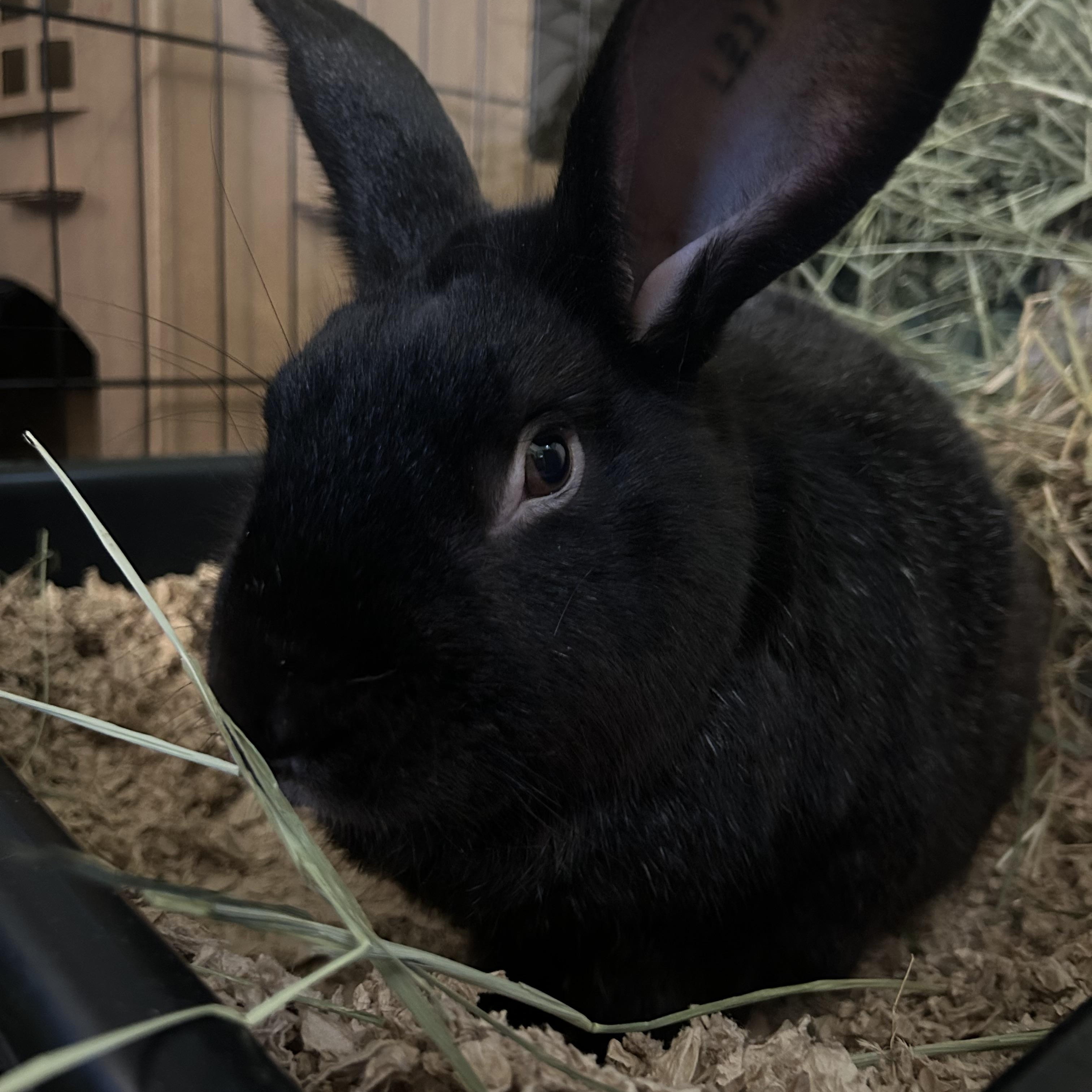 Enlarge Bijou, a Adoptable Chinchilla in Stafford Springs, CT image 1/2