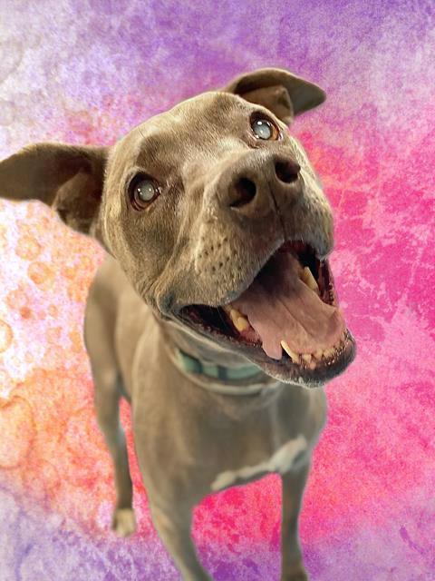 OLIVIA*, Adoptable, Adult Female Pit Bull Terrier.