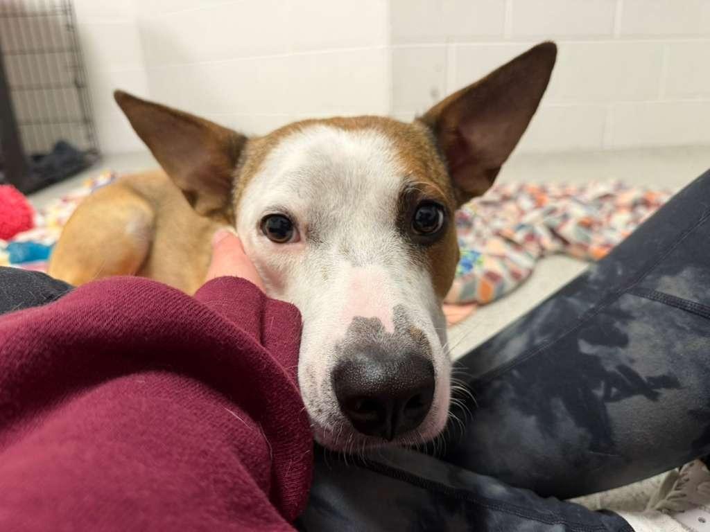 Cherry, a Adoptable mixed breed in Phoenix, AZ image 1/5