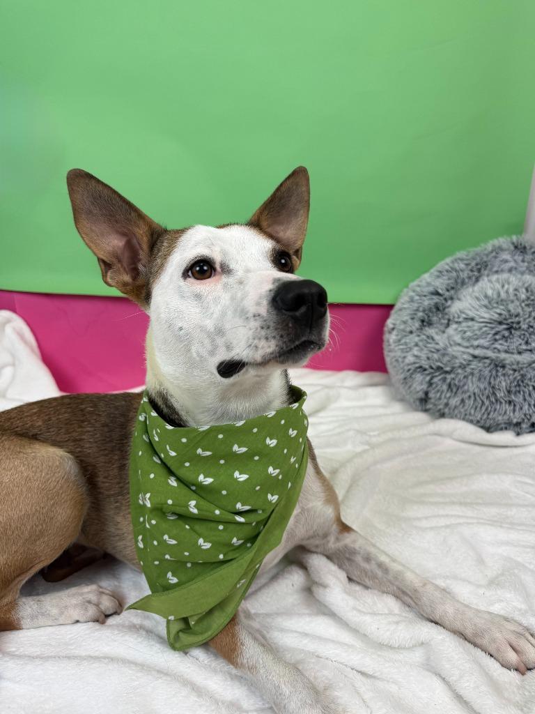 Enlarge Cherry, a Adoptable mixed breed in Phoenix, AZ image 3/6