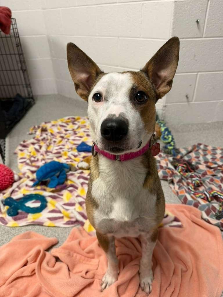 Cherry, a Adoptable mixed breed in Phoenix, AZ image 4/5