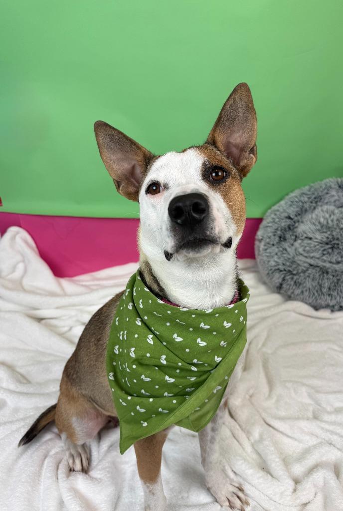 Enlarge Cherry, a Adoptable mixed breed in Phoenix, AZ image 6/6