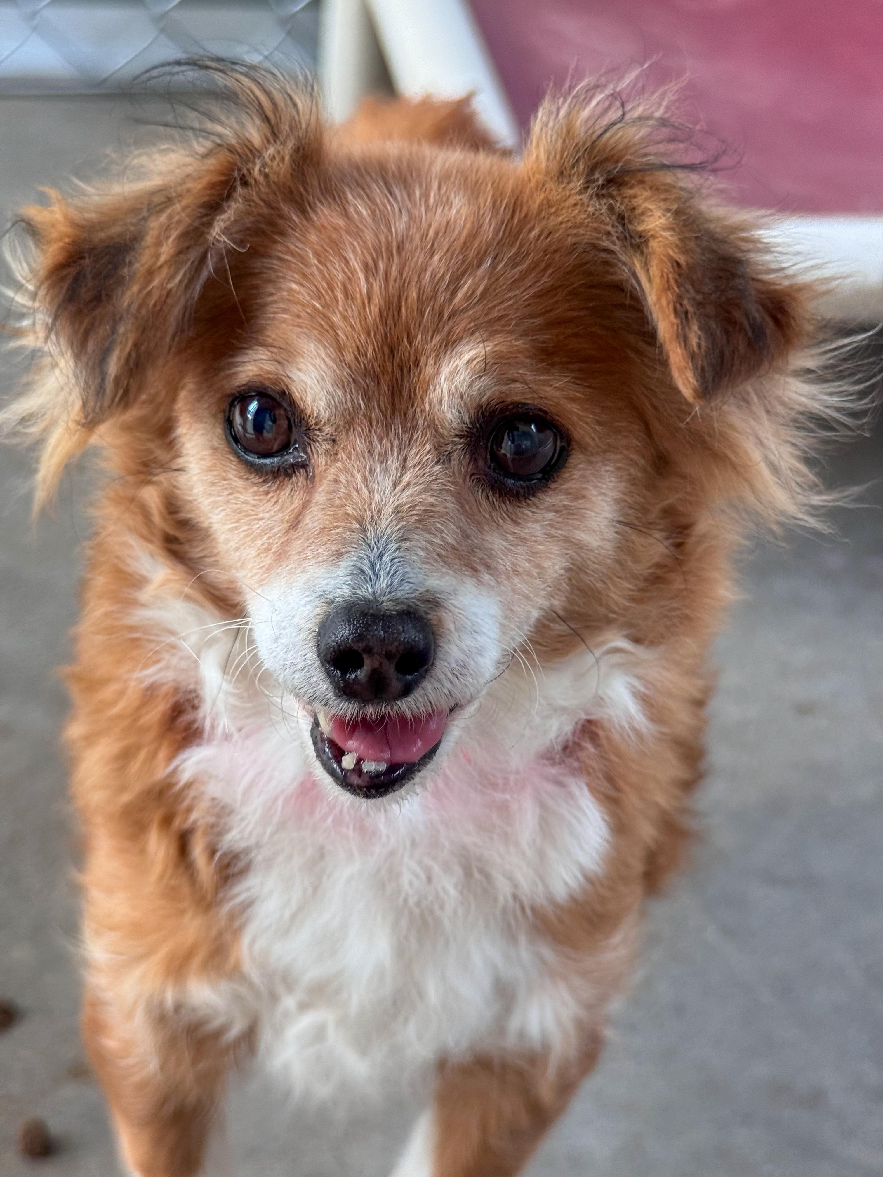 Enlarge PIDGE, an adopted mixed breed in Fresno, CA image 5/5