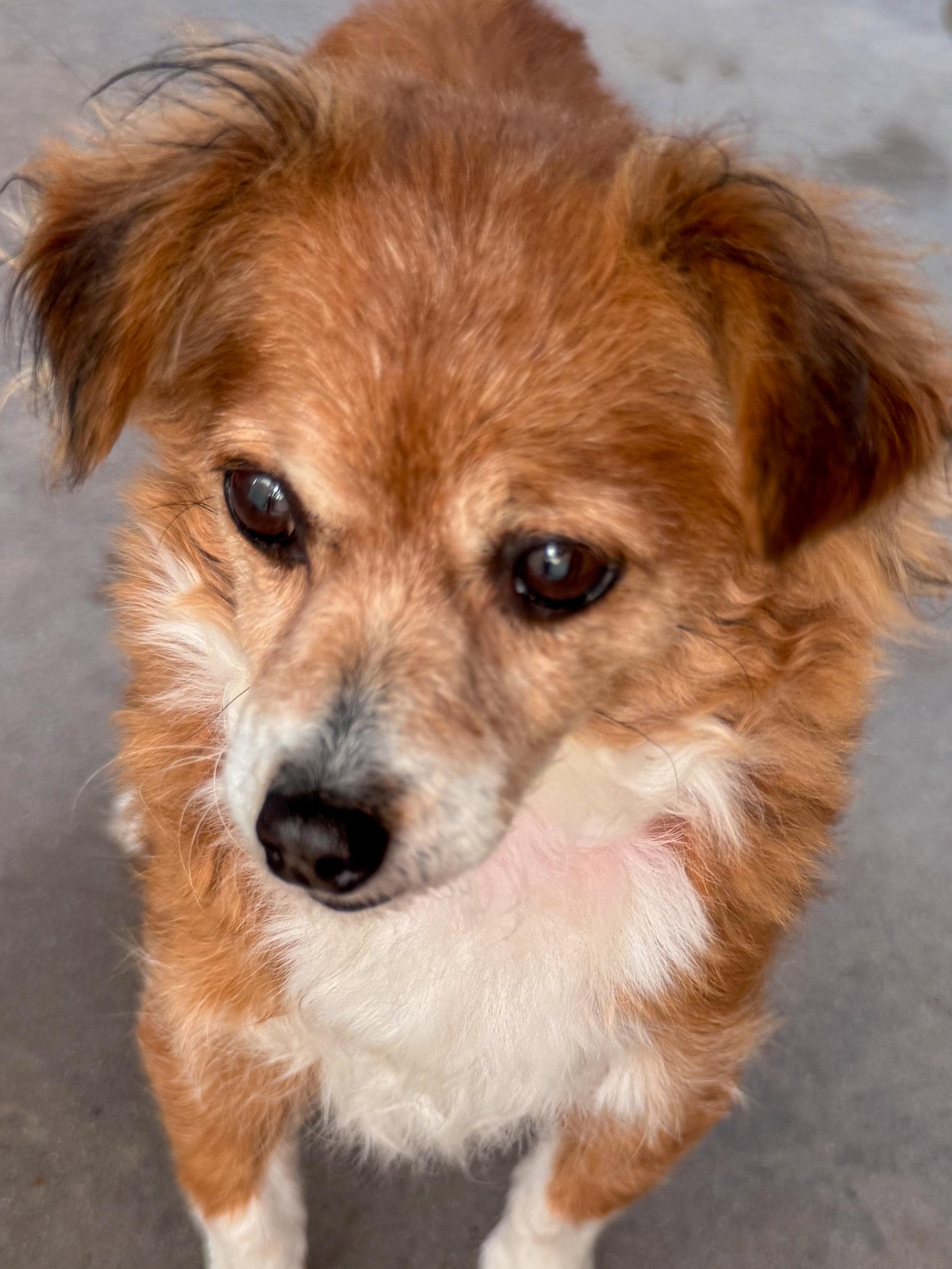 Enlarge PIDGE, an adopted mixed breed in Fresno, CA image 3/5