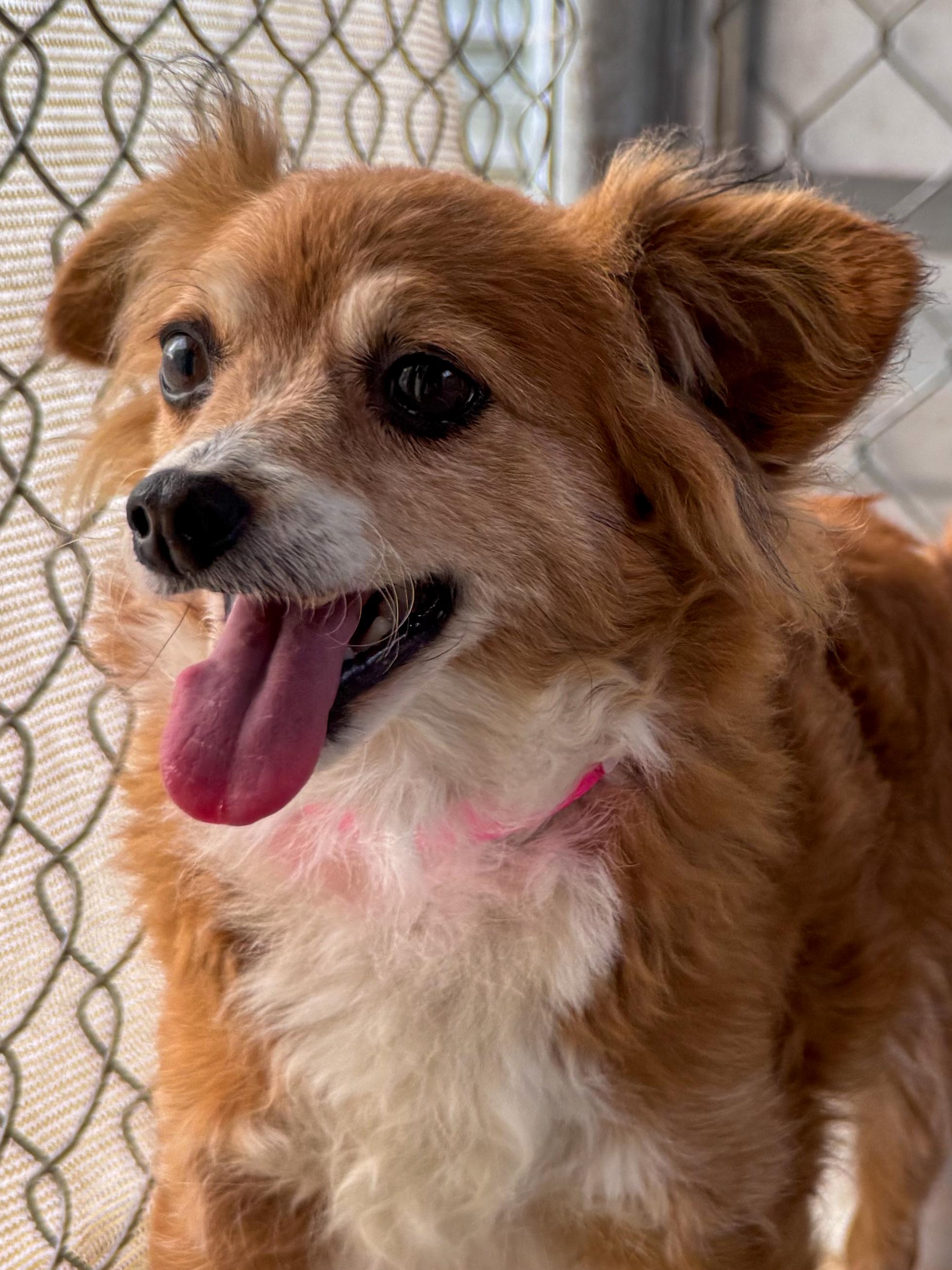 Enlarge PIDGE, an adopted mixed breed in Fresno, CA image 2/5