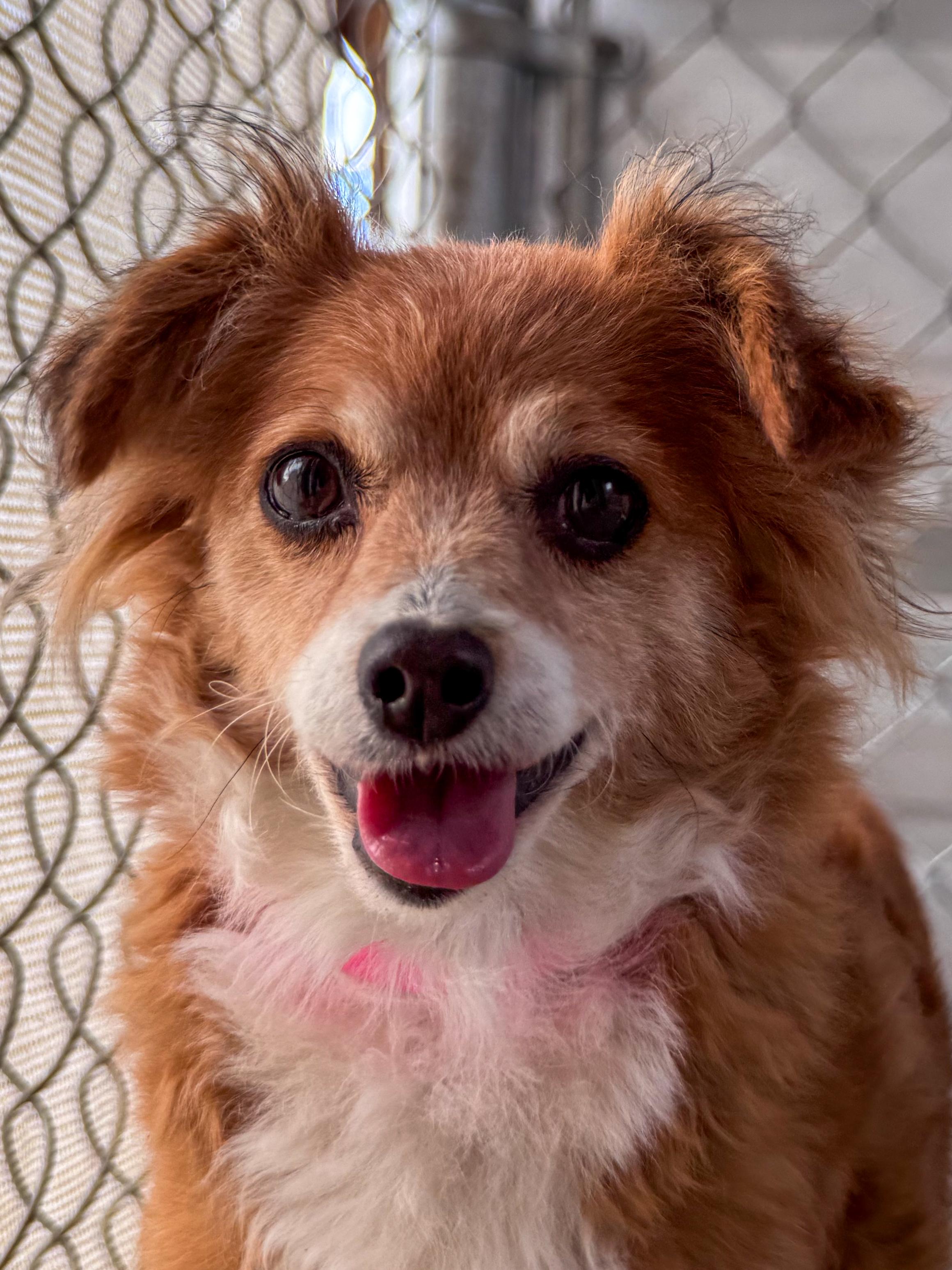 PIDGE, adopted, Senior Female Spaniel.