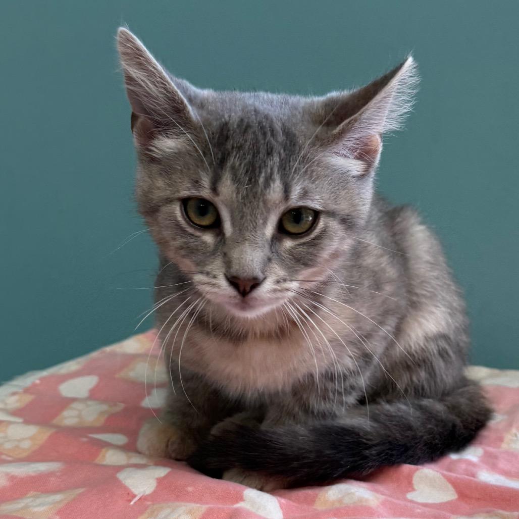 Enlarge Reba McEntire, a Adoptable Domestic Short Hair in Archbold , OH image 1/2