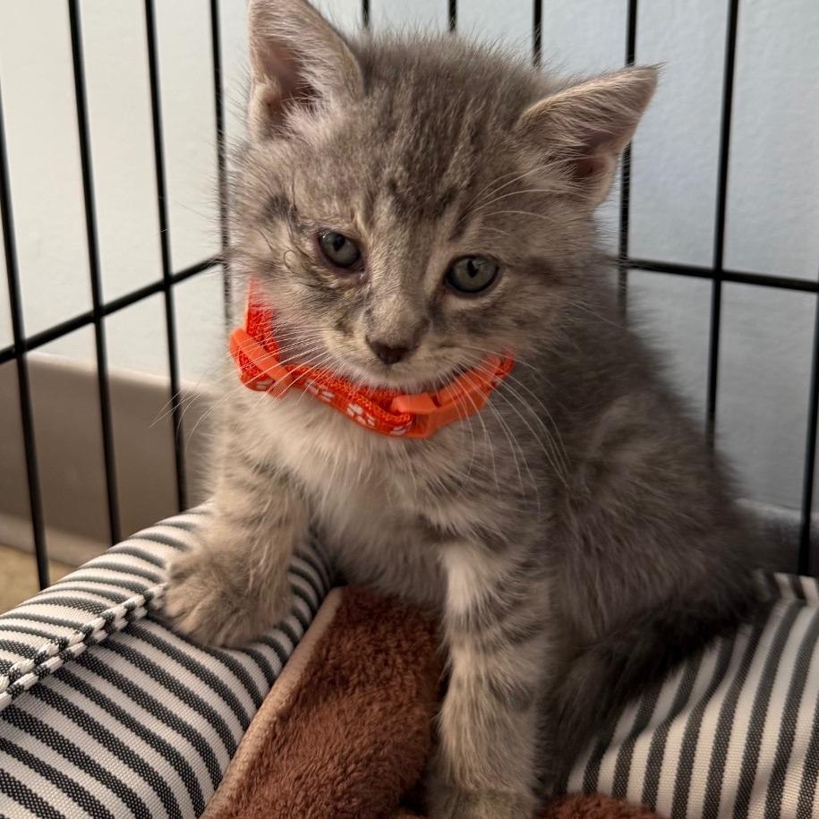 Enlarge Reba McEntire, a Adoptable Domestic Short Hair in Archbold , OH image 2/2