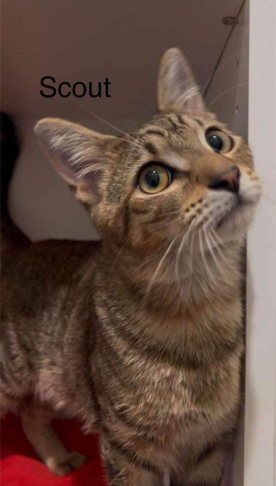 Scout, Adoptable, Kitten Male Tabby.