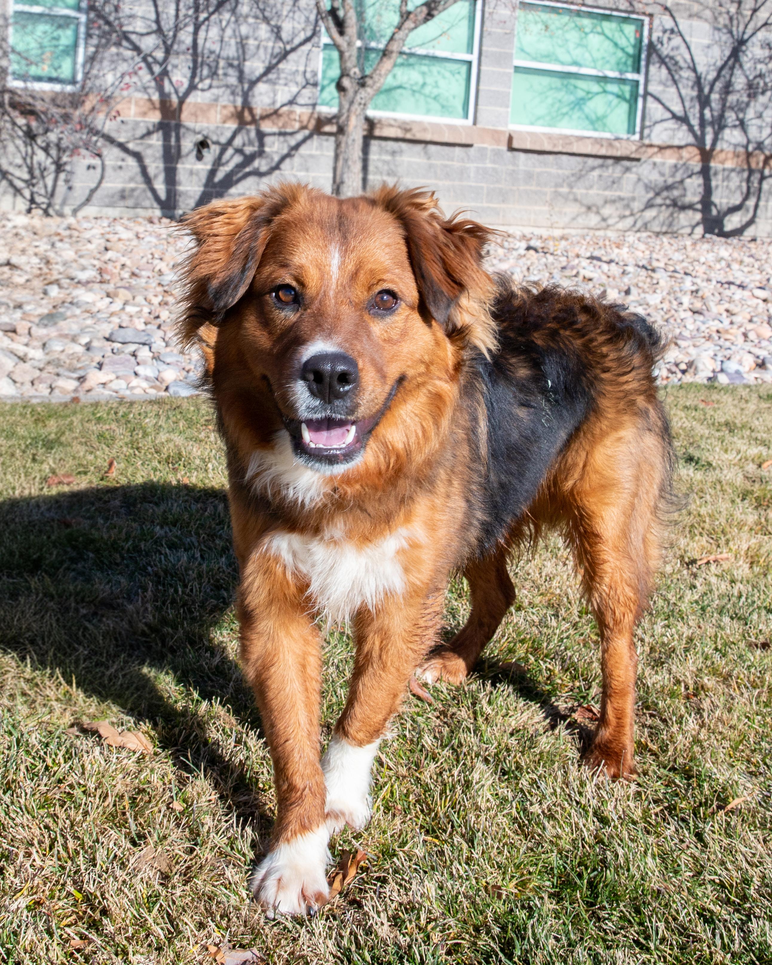Rumble (91382), a ADOPTABLE mixed breed in Spanish Fork, UT image 1/2