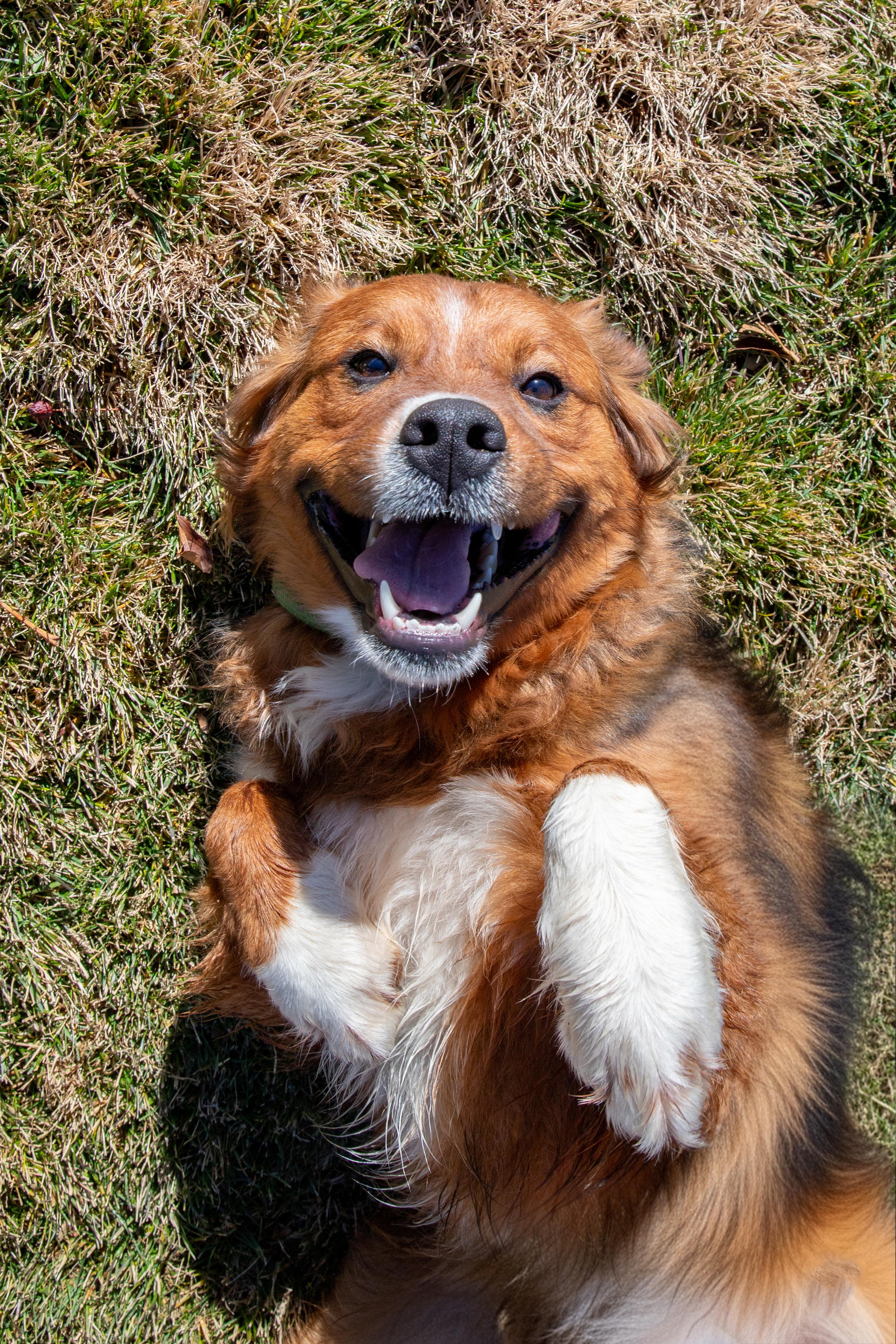 Rumble (91382), a ADOPTABLE mixed breed in Spanish Fork, UT image 2/2
