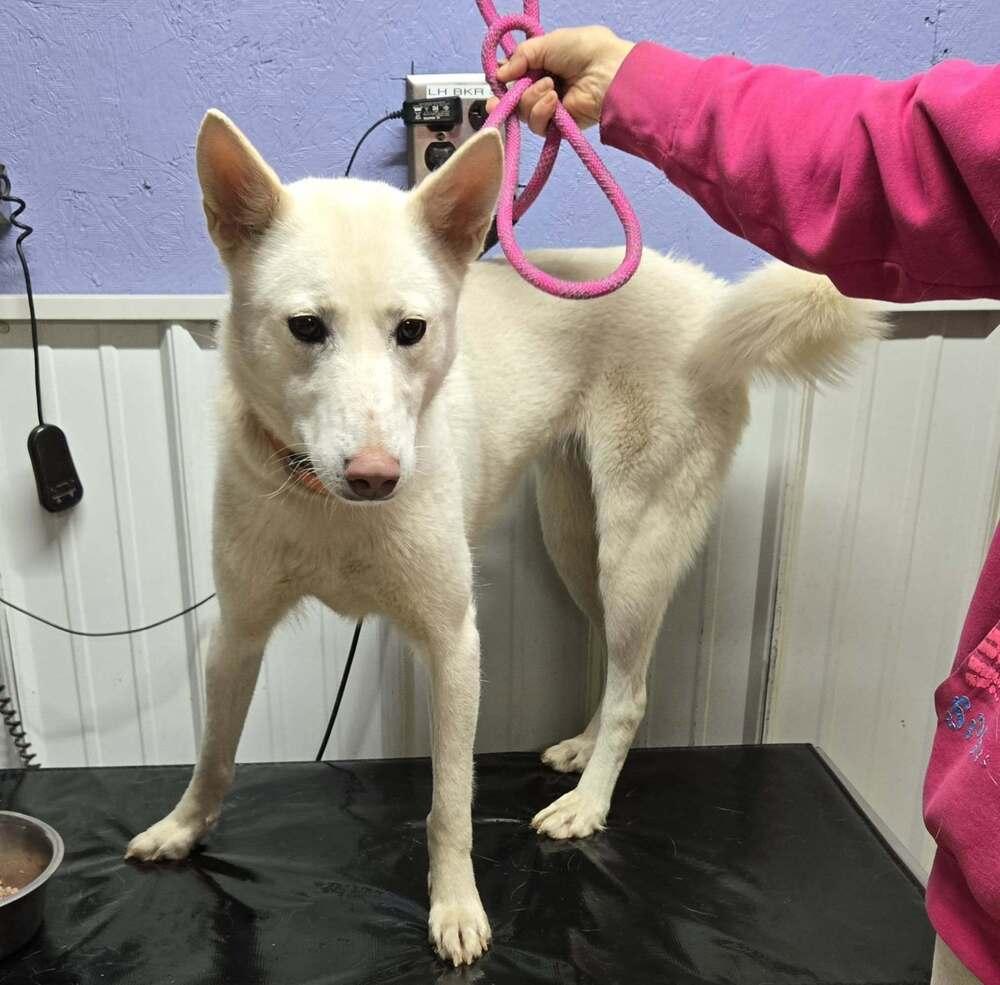 Enlarge Elsa, a Adoptable mixed breed in Waverly, OH image 1/1