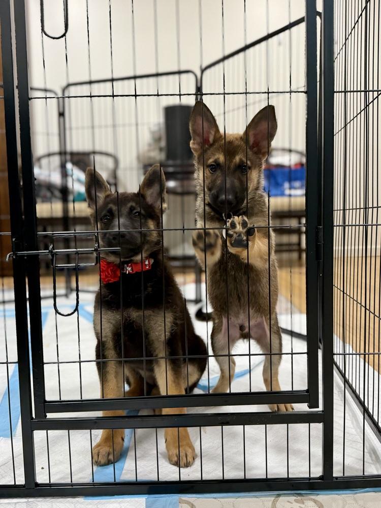 Munster, Adoptable, Puppy Male German Shepherd Dog.
