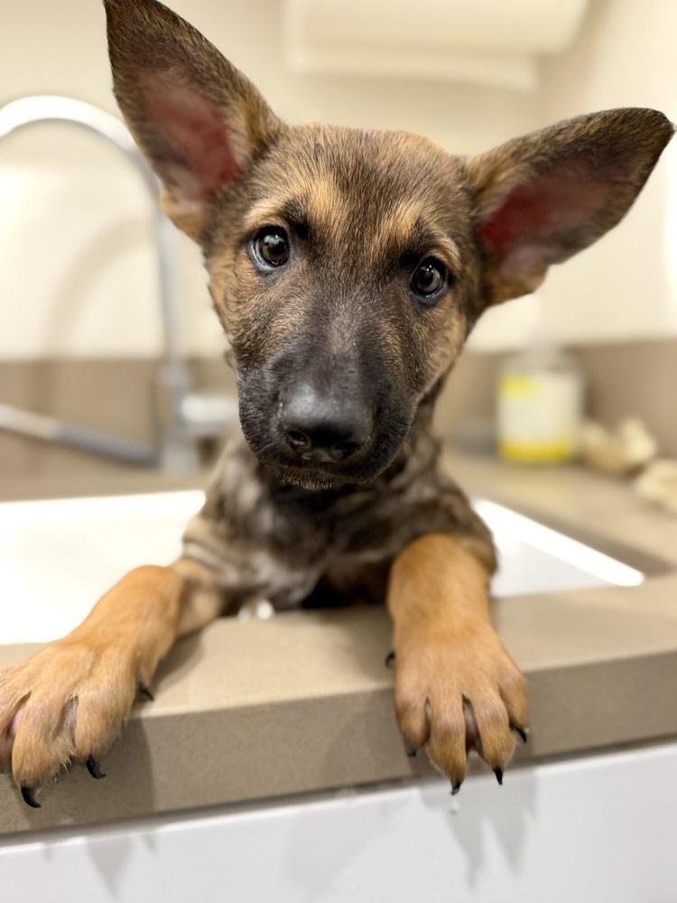 Enlarge Munster, a Adoptable German Shepherd Dog in Palo Alto, CA image 2/6