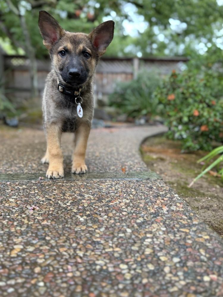 Enlarge Munster, a Adoptable German Shepherd Dog in Palo Alto, CA image 3/6