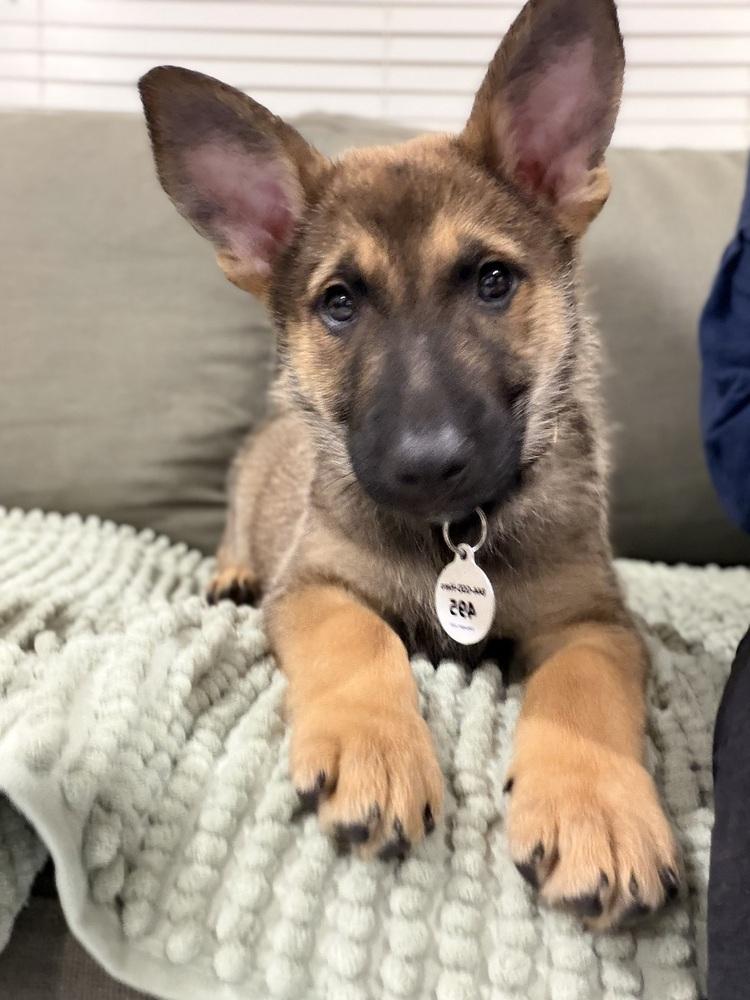 Enlarge Munster, a Adoptable German Shepherd Dog in Palo Alto, CA image 5/6