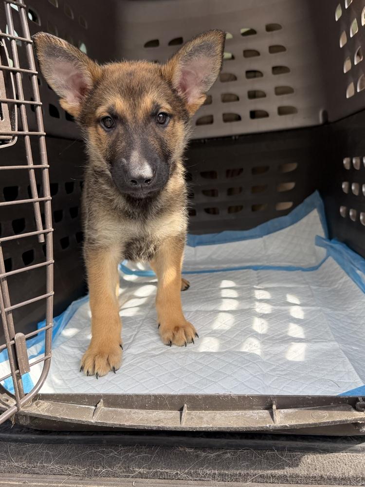 Enlarge Munster, a Adoptable German Shepherd Dog in Palo Alto, CA image 6/6