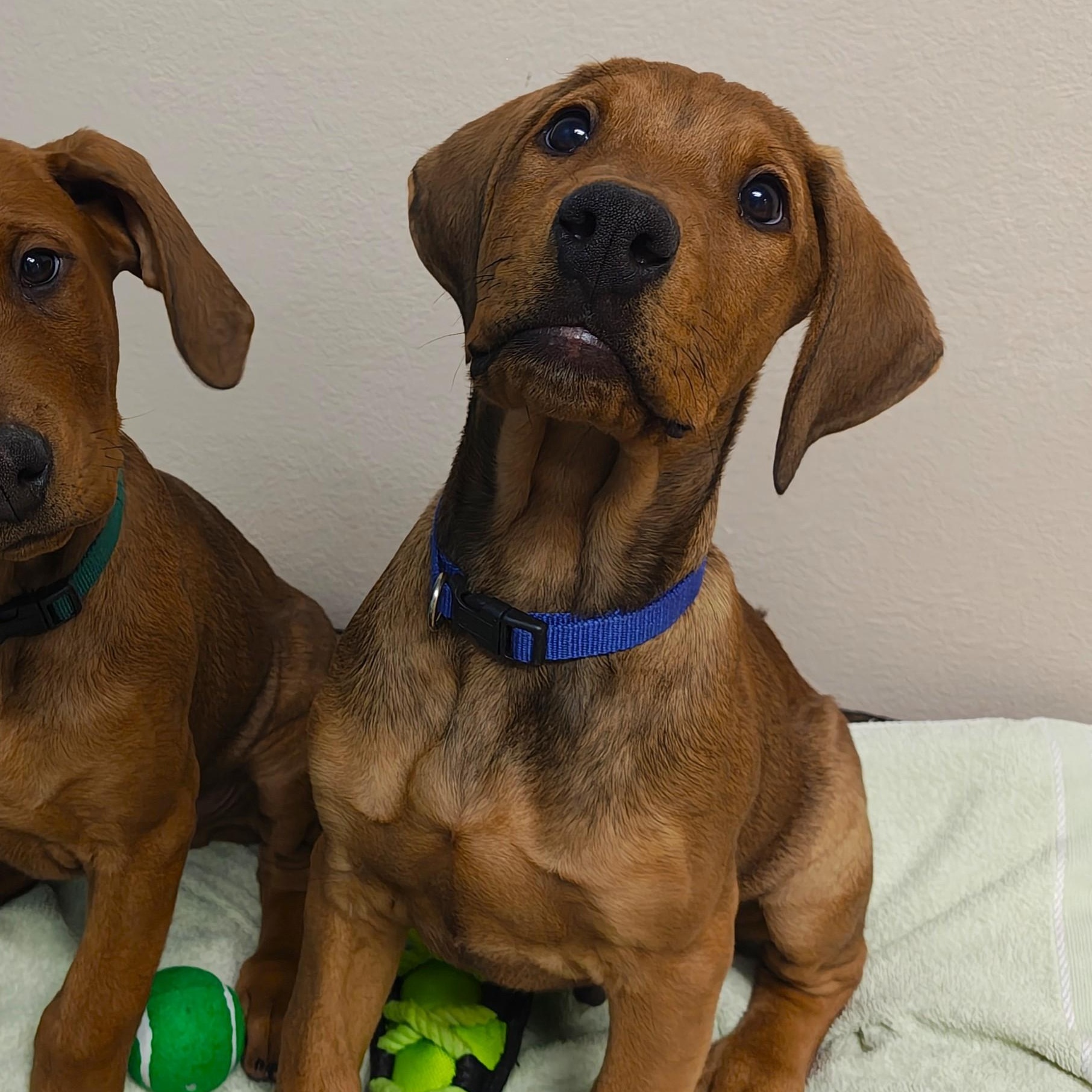 Stanley, adopted, Puppy Male Plott Hound & Mixed Breed.