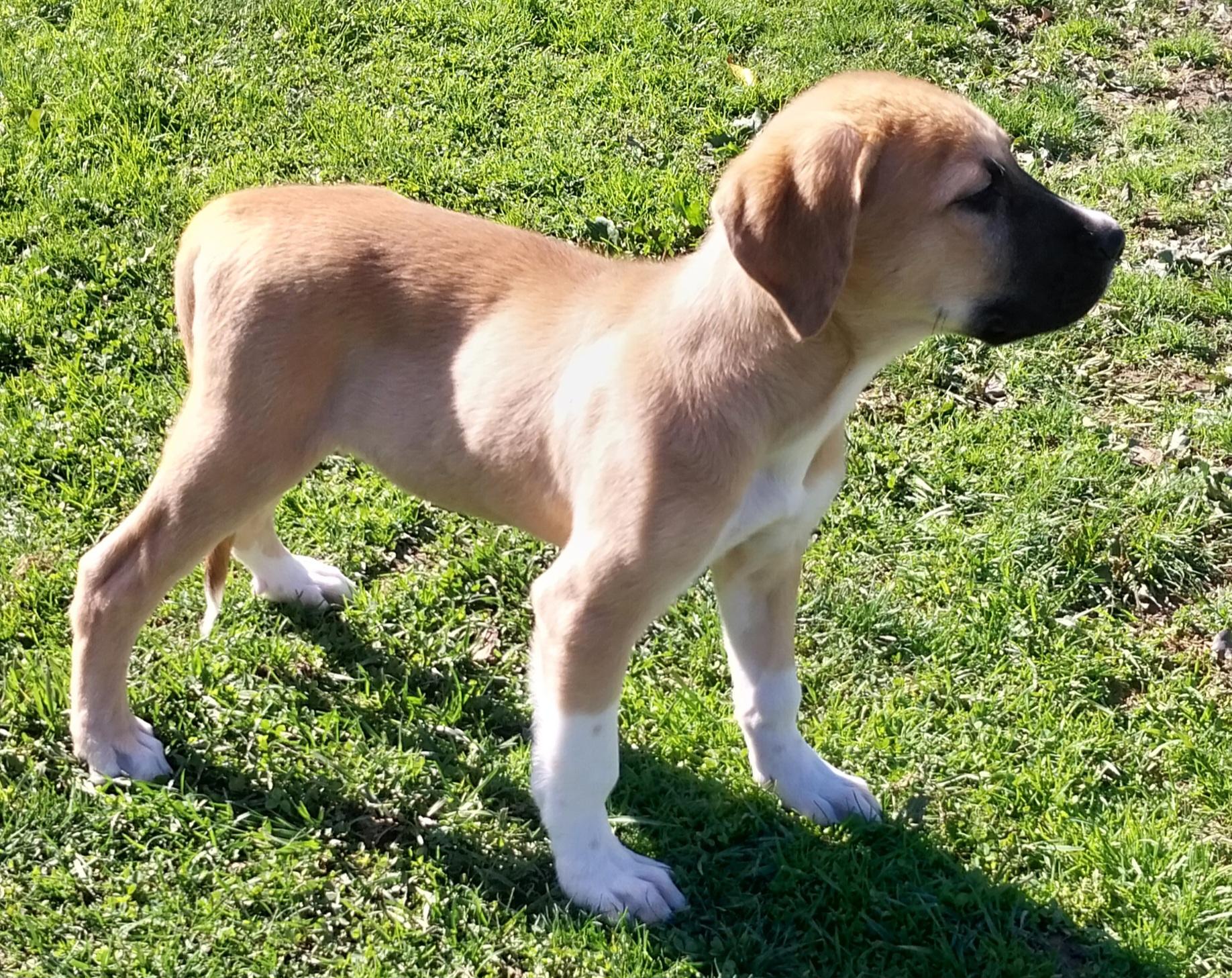 Enlarge BREW, a Adoptable mixed breed in Louisville, OH image 2/4