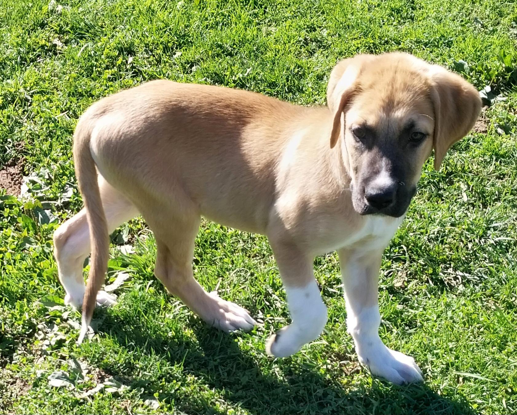 Enlarge BREW, a Adoptable mixed breed in Louisville, OH image 3/4