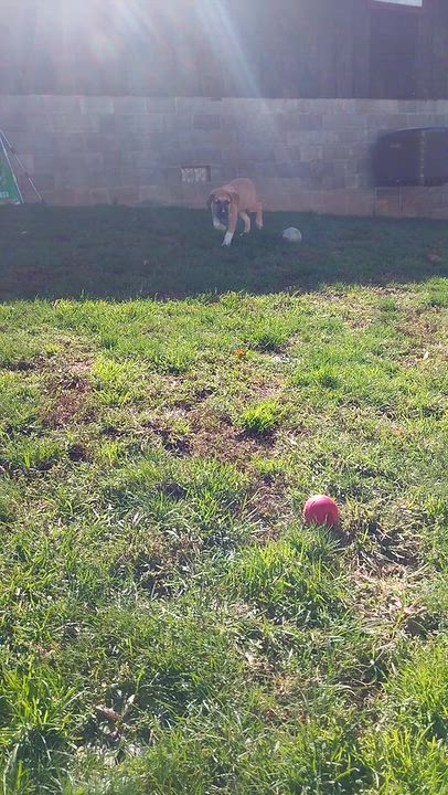 Enlarge BREW, a Adoptable mixed breed in Louisville, OH video 4/4