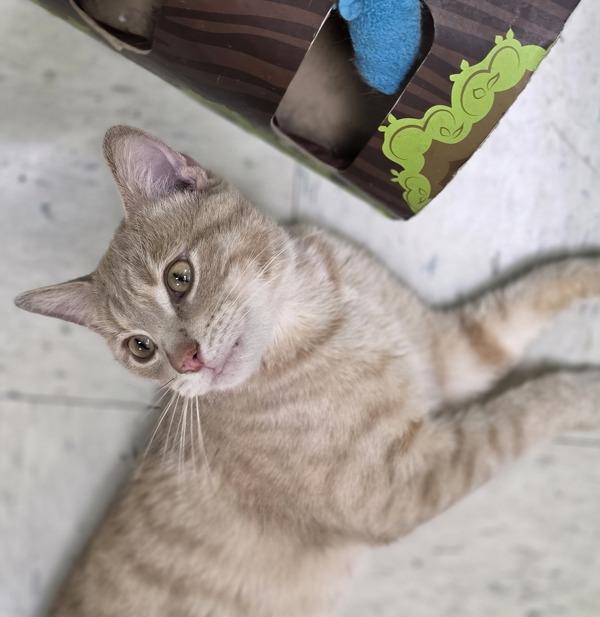 Luca, Adoptable, Adult Male Domestic Short Hair.