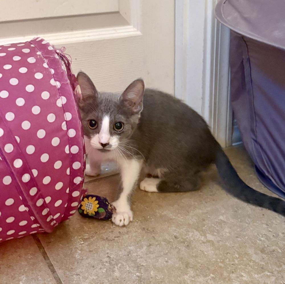 Cupcake, Adoptable, Kitten Female Domestic Short Hair.