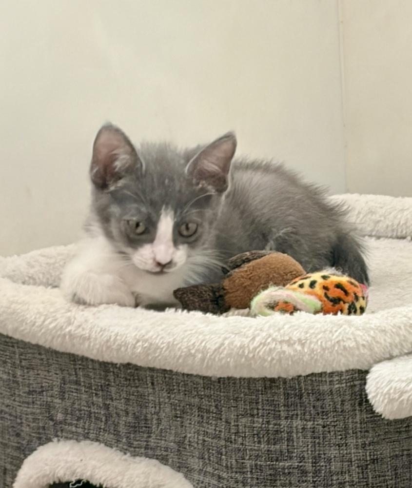 Cupcake, Adoptable, Kitten Female Domestic Short Hair.