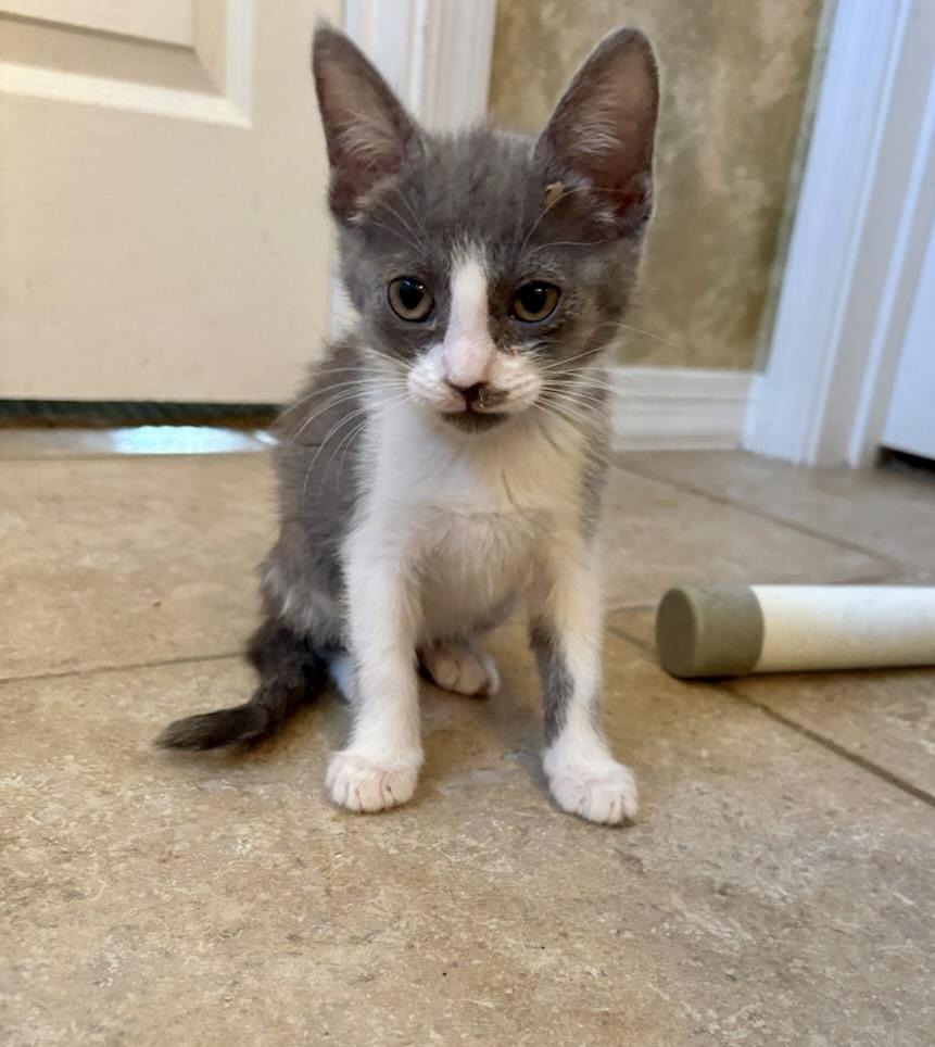 Enlarge Cupcake, a Adoptable Domestic Short Hair in Green Valley, AZ image 2/4
