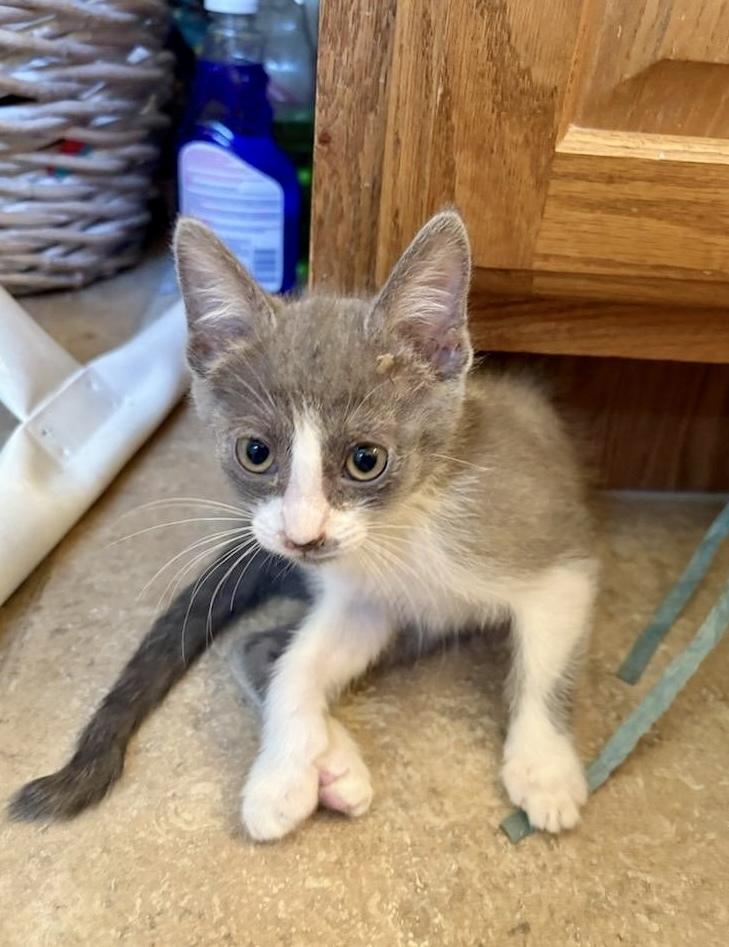 Enlarge Cupcake, a Adoptable Domestic Short Hair in Green Valley, AZ image 3/4