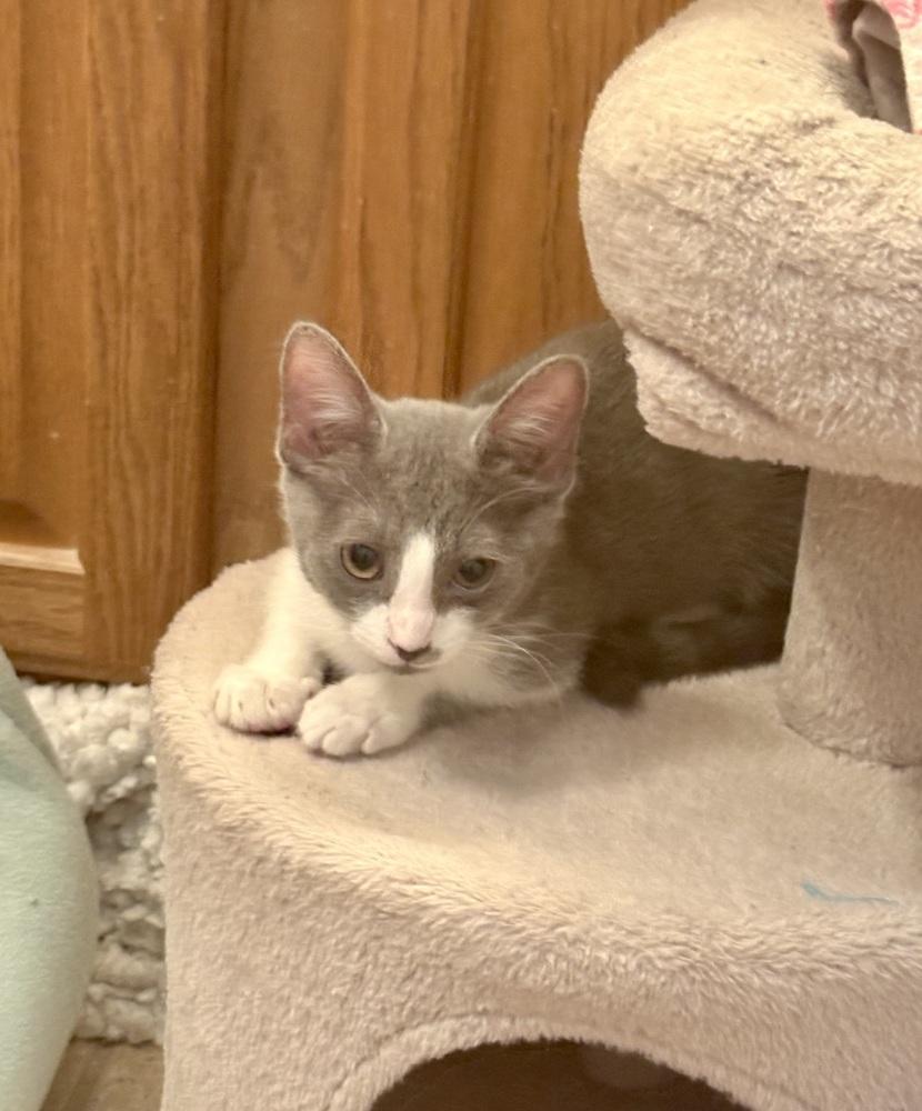 Enlarge Cupcake, a Adoptable Domestic Short Hair in Green Valley, AZ image 5/6