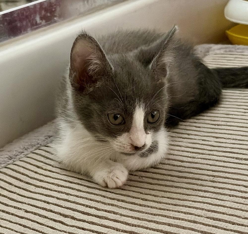 Enlarge Cupcake, a Adoptable Domestic Short Hair in Green Valley, AZ image 4/4