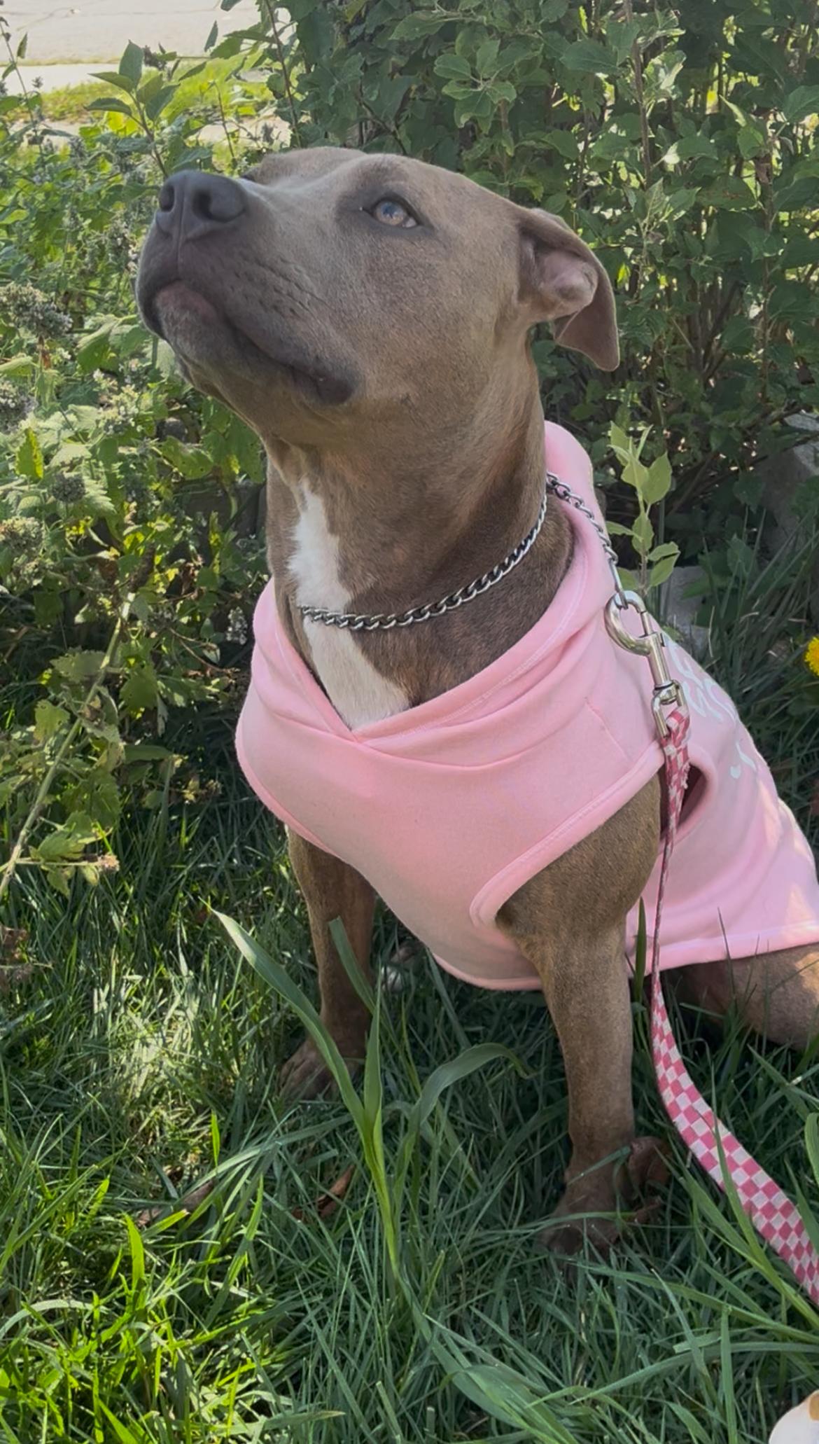 Java, adopted, Young Female American Staffordshire Terrier.