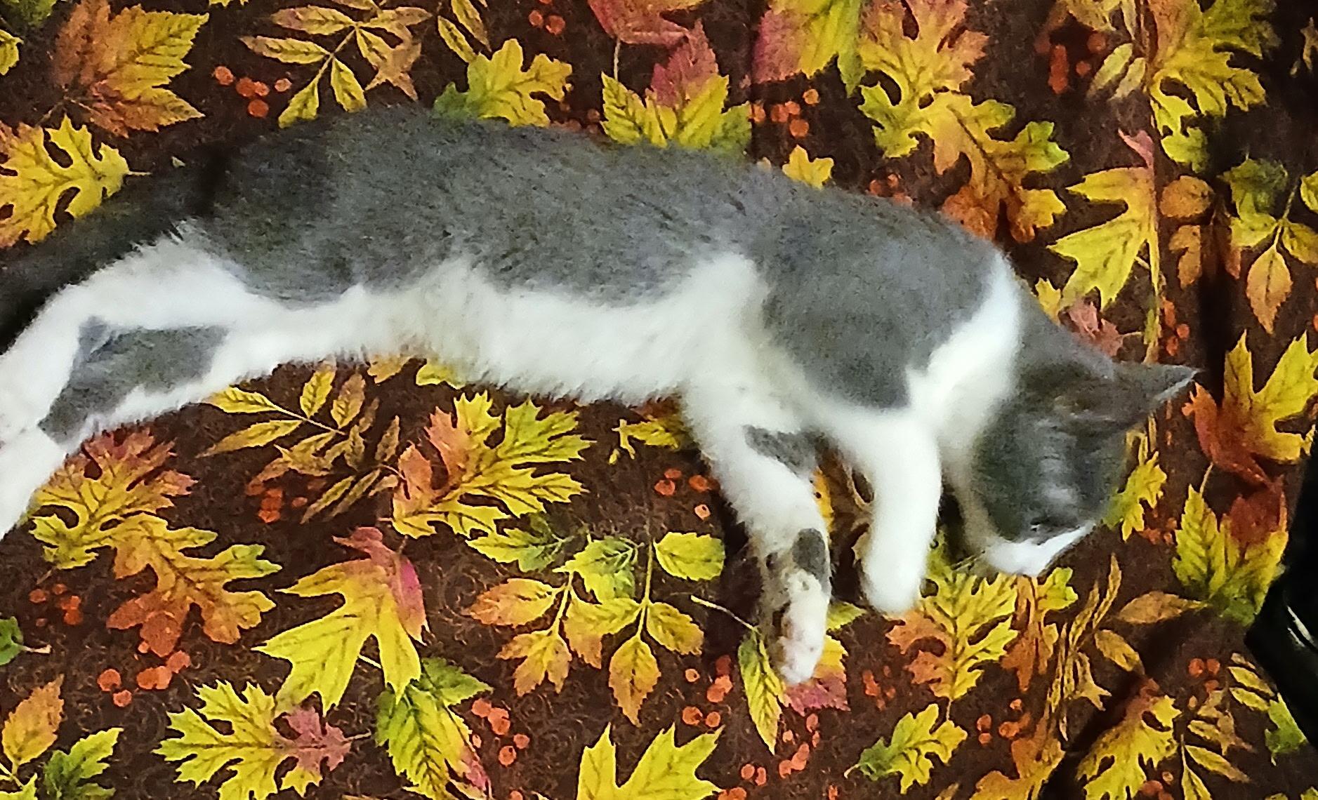 Enlarge Magnolia, a Adoptable Domestic Short Hair in lititz, PA image 1/4