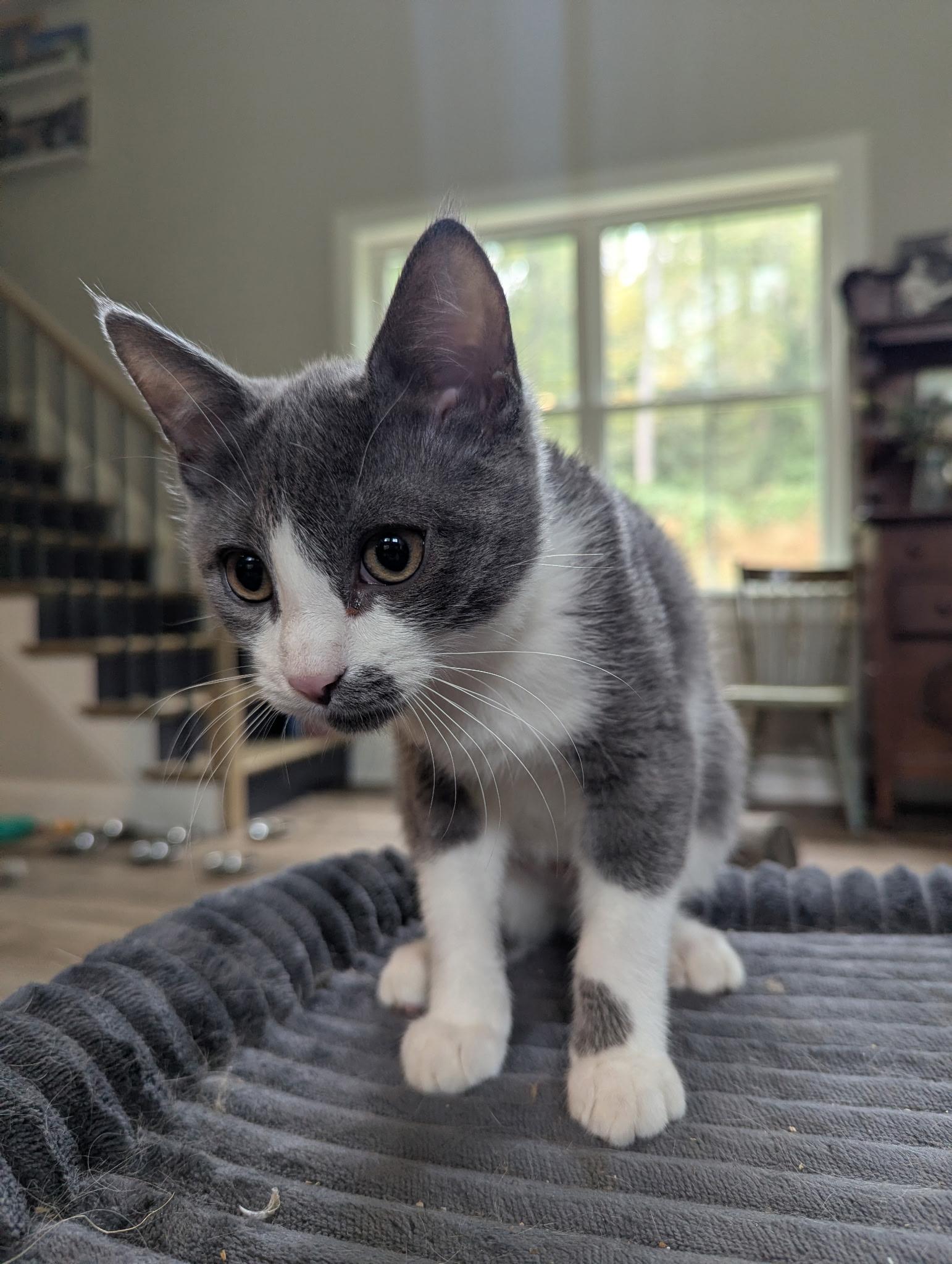 Enlarge Magnolia, a Adoptable Domestic Short Hair in lititz, PA image 3/4