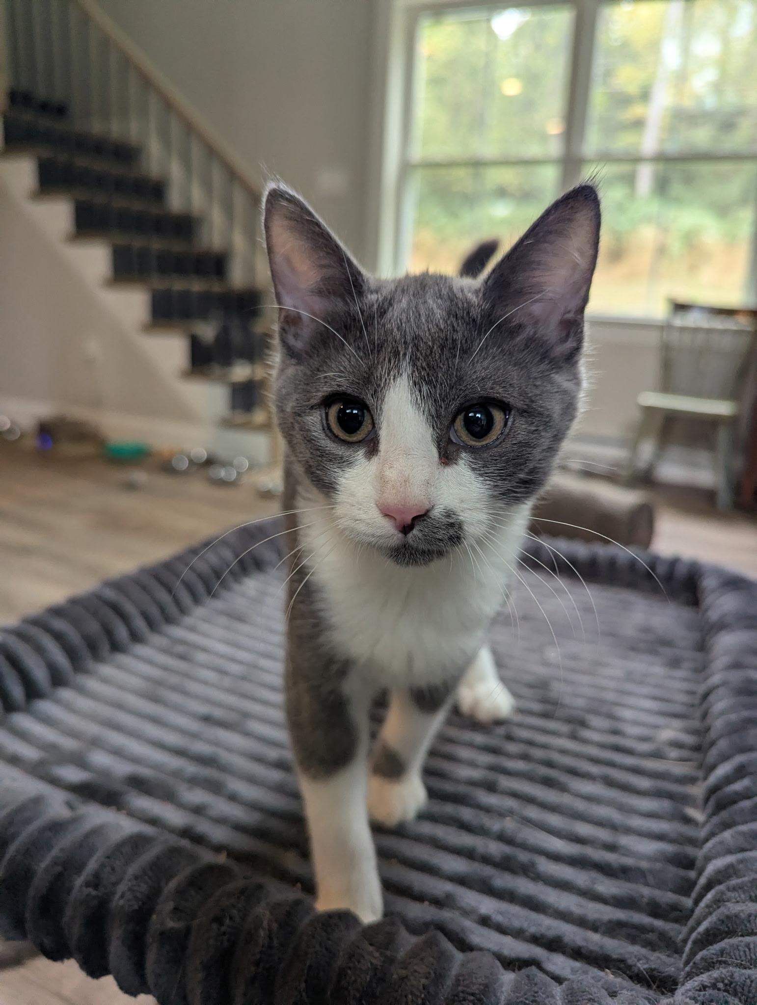 Enlarge Magnolia, a Adoptable Domestic Short Hair in lititz, PA image 2/4