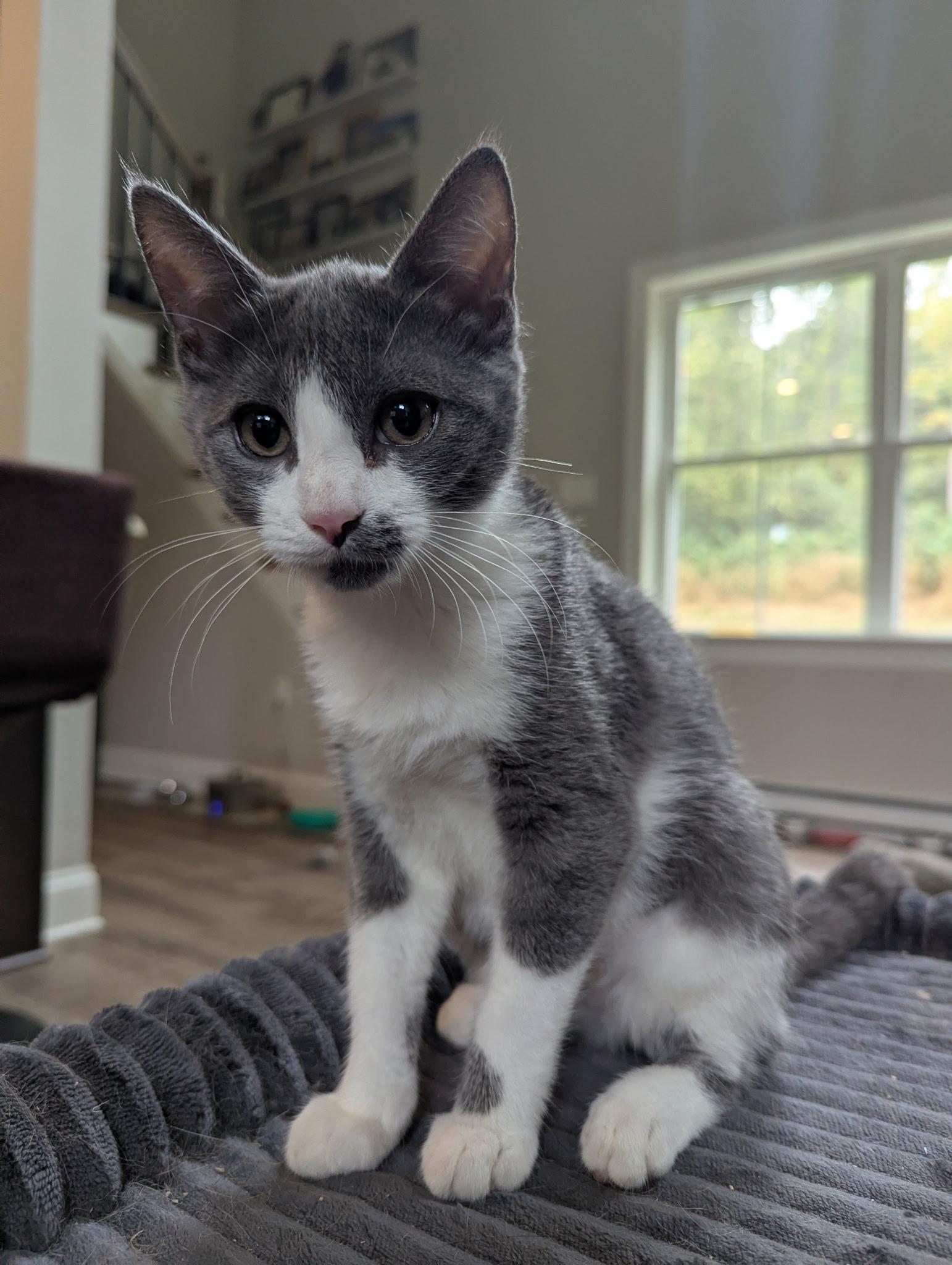 Enlarge Magnolia, a Adoptable Domestic Short Hair in lititz, PA image 4/4