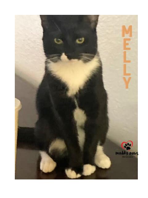 Melly, Adoptable, Young Male American Shorthair.