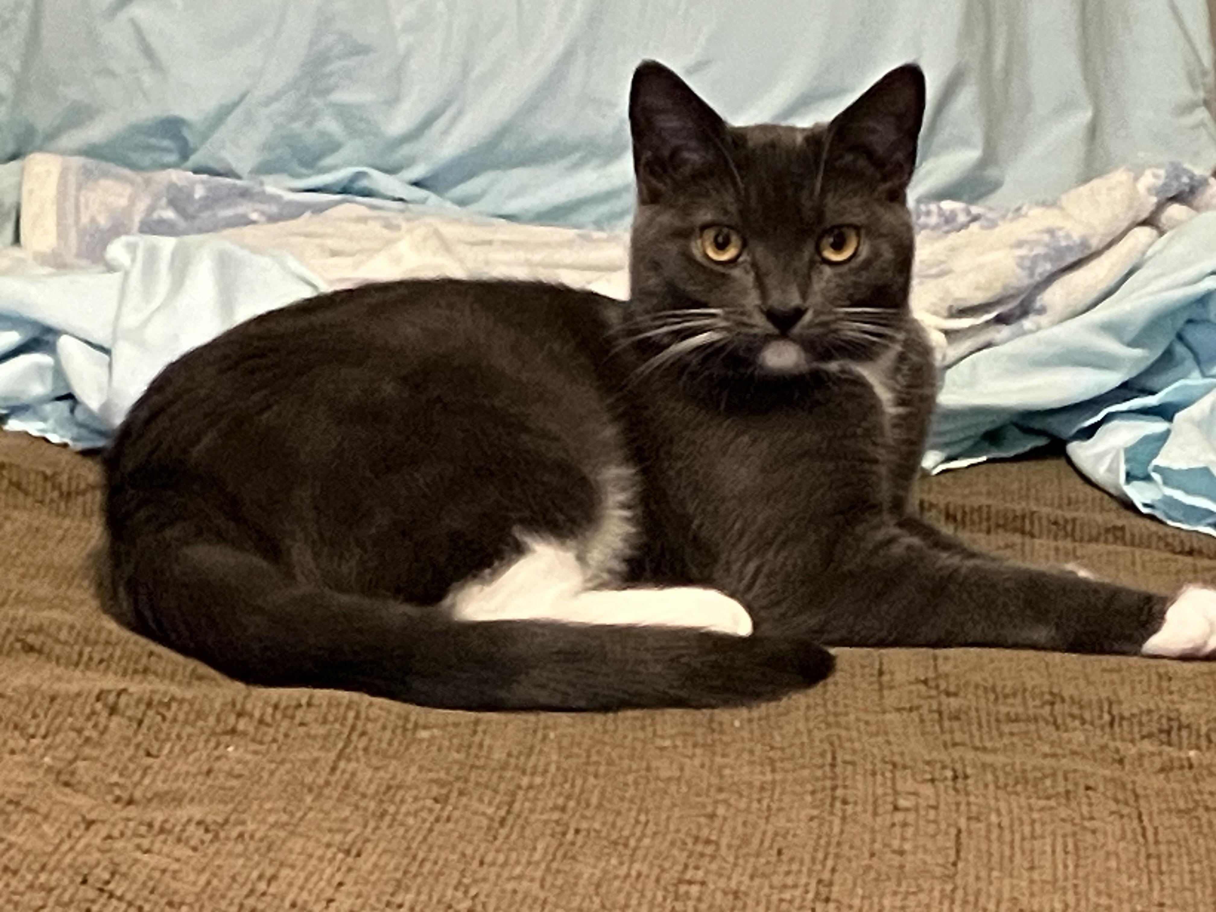 Enlarge Gatsby, a Adoptable American Shorthair in Walkersville, MD image 3/6