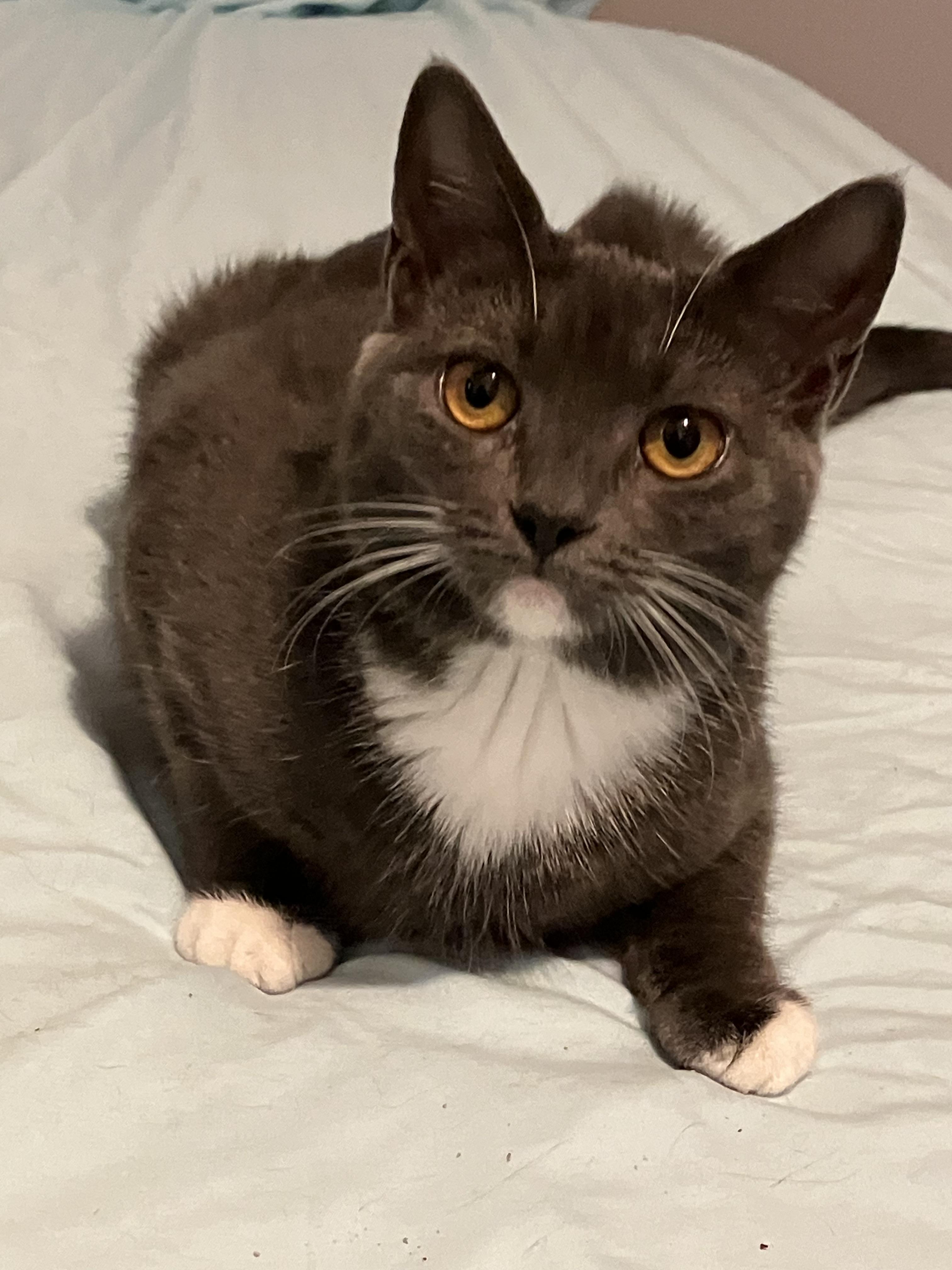 Enlarge Gatsby, a Adoptable American Shorthair in Walkersville, MD image 6/6