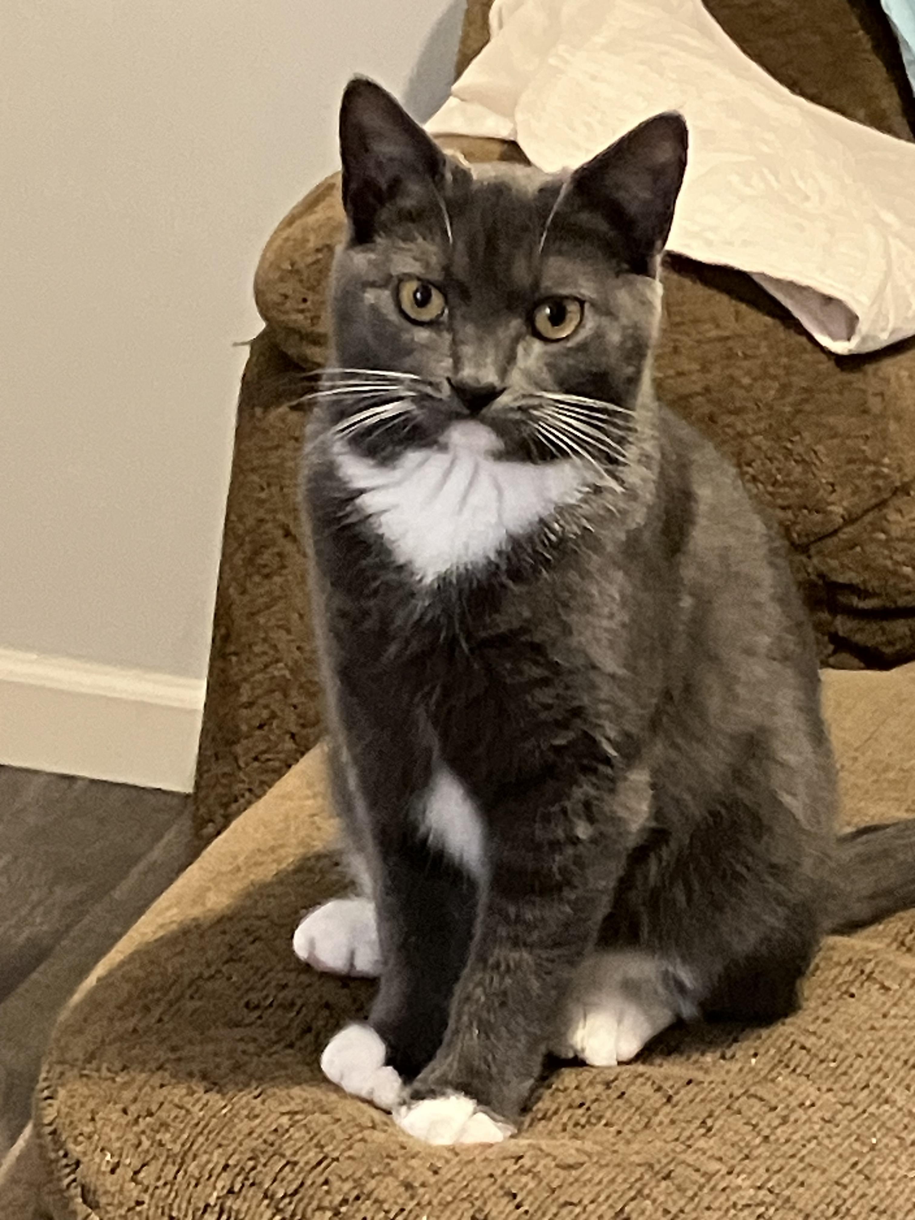 Enlarge Gatsby, a Adoptable American Shorthair in Walkersville, MD image 5/6