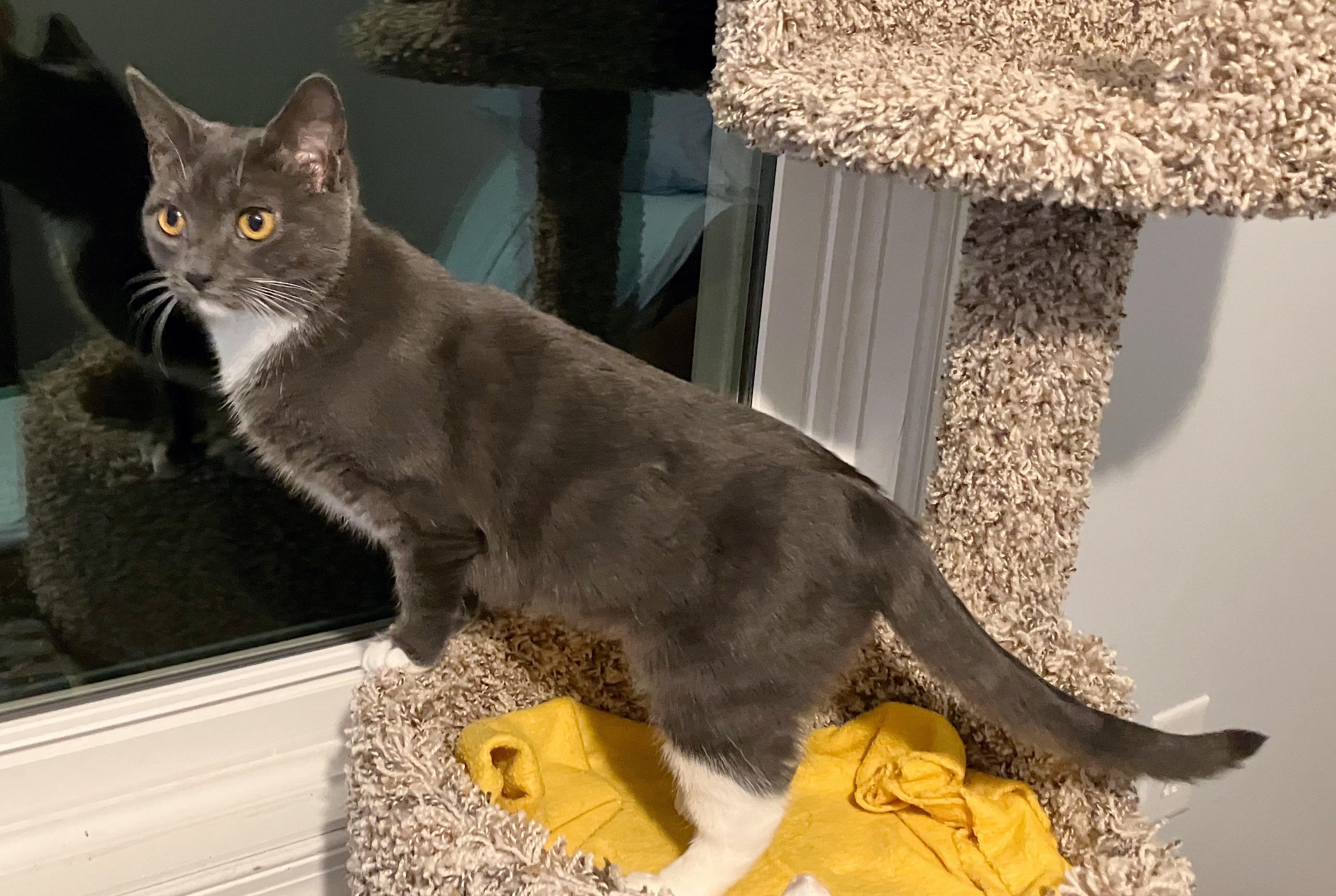 Enlarge Gatsby, a Adoptable American Shorthair in Walkersville, MD image 4/6