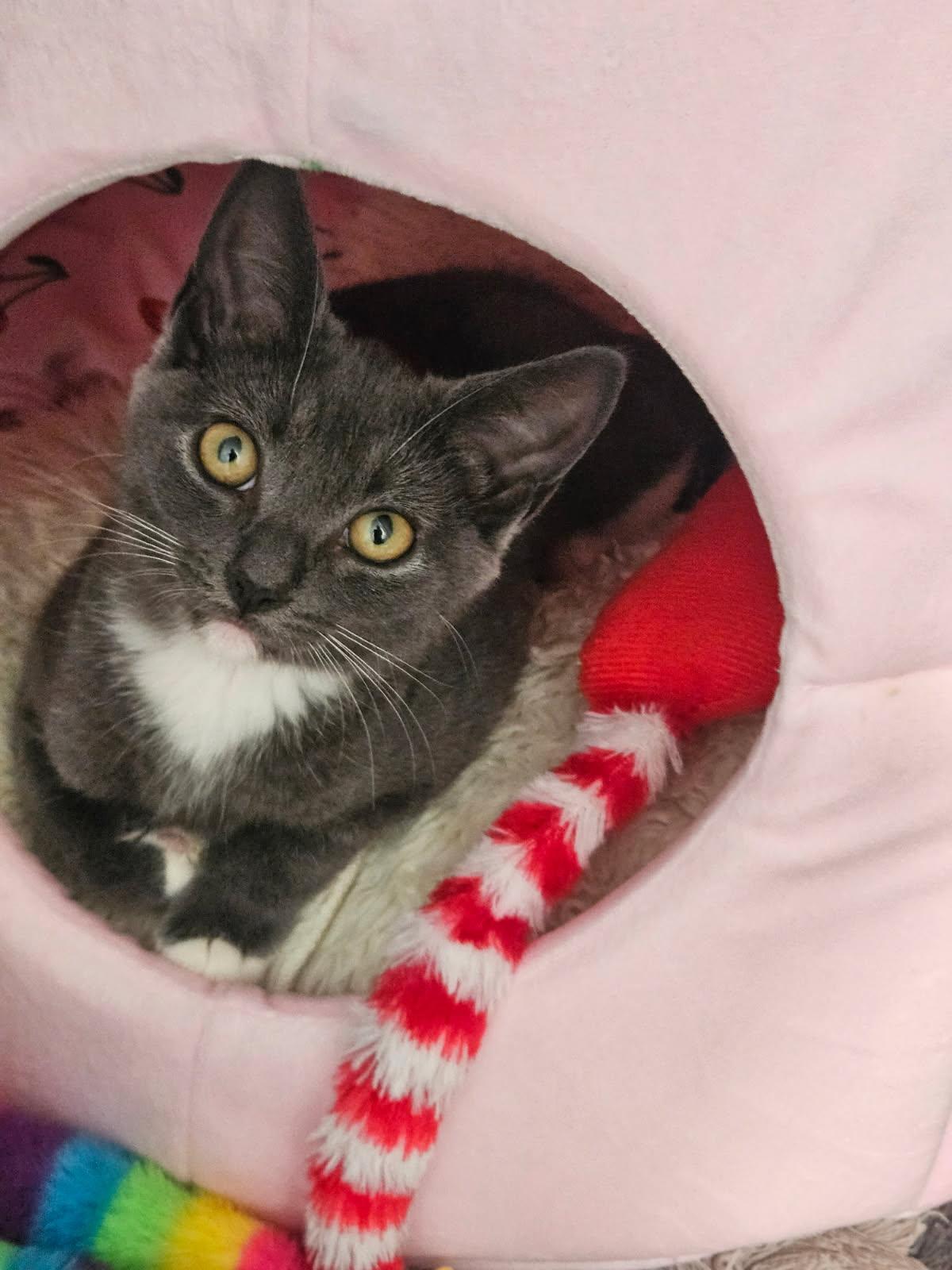 Enlarge Gatsby, a Adoptable American Shorthair in Walkersville, MD image 2/6