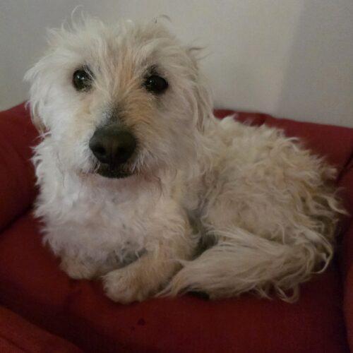Pepe N 26018, Adoptable, Adult Male Miniature Poodle & Terrier.