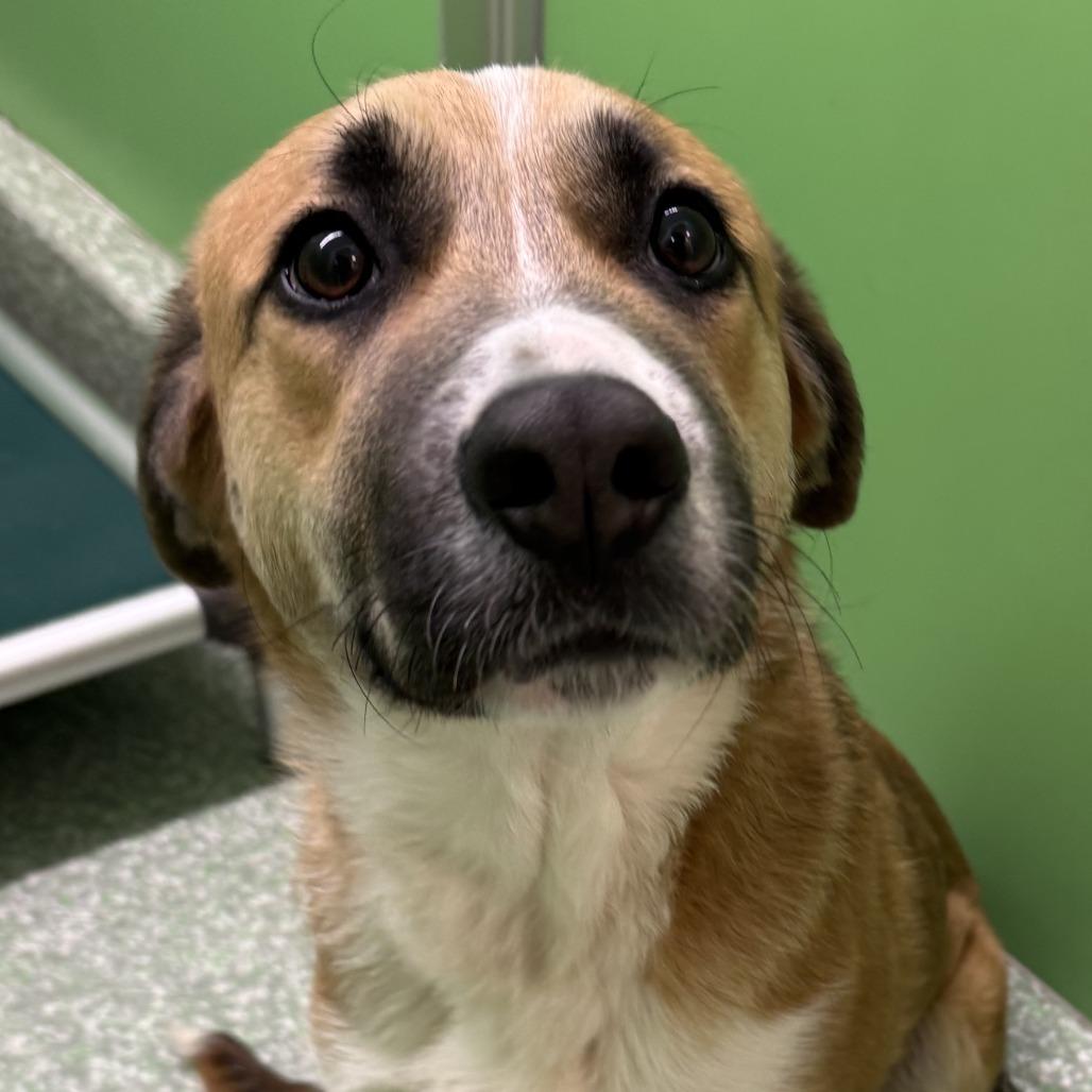 Enlarge Mowgli, a Adoptable mixed breed in Calverton, NY image 2/2