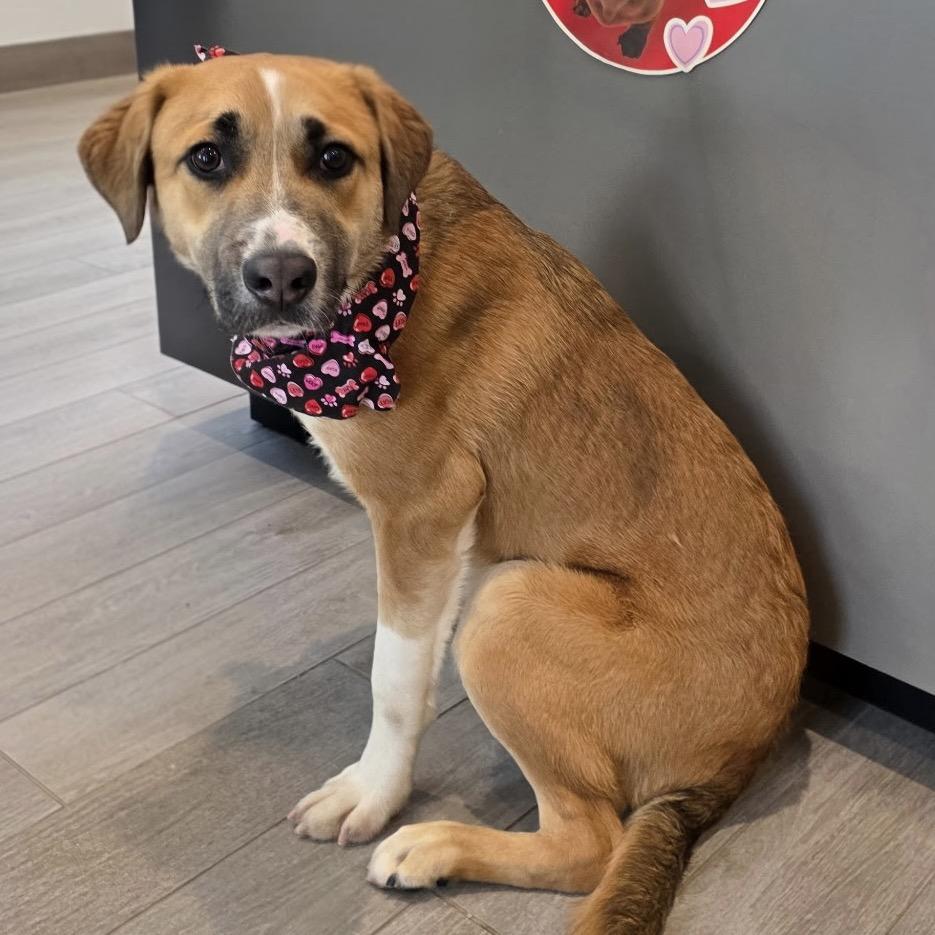Mowgli, Adoptable, Young Male Anatolian Shepherd.