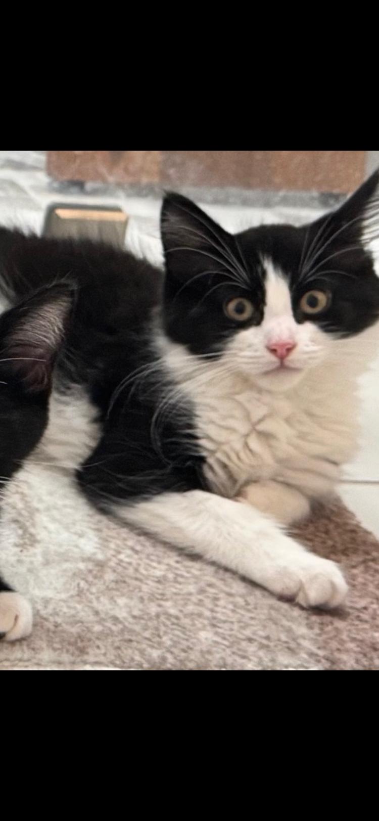 Enlarge Capri and Fiji , a ADOPTABLE Domestic Medium Hair in Salem, NH image 2/2
