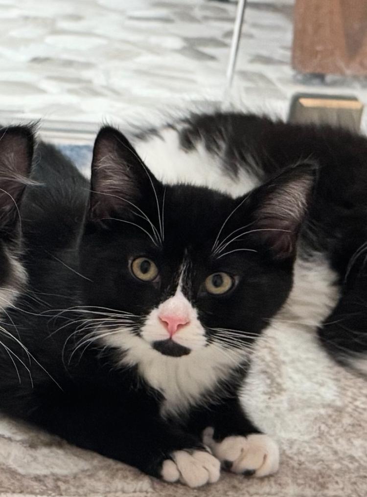 Enlarge Capri and Fiji , a ADOPTABLE Domestic Medium Hair in Salem, NH image 1/2