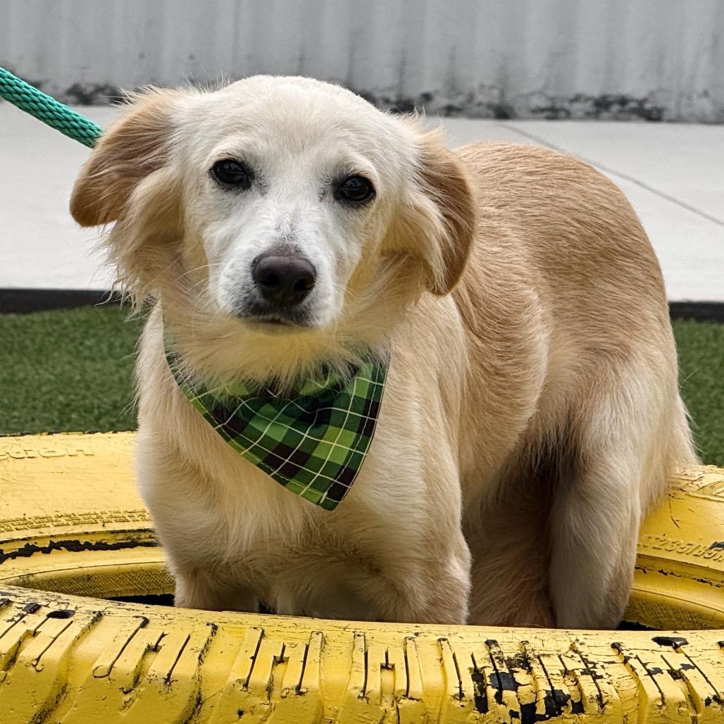 Dexter, Adoptable, Adult Male Spaniel & Collie.
