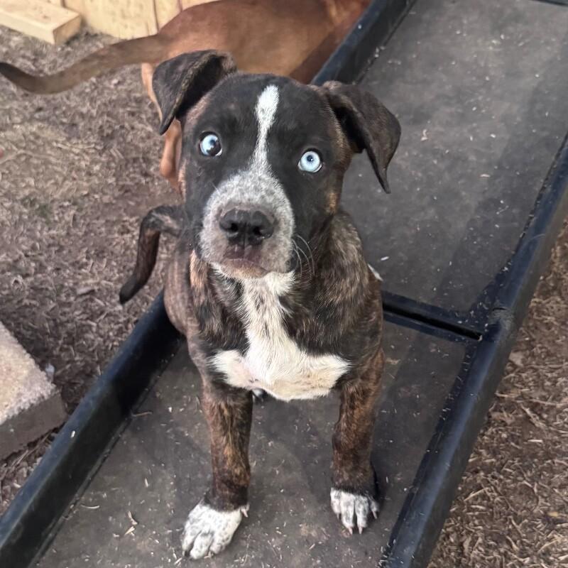 Enlarge ARIEL (HOT PINK) DISNEY, a Adoptable mixed breed in lawton, OK image 1/6
